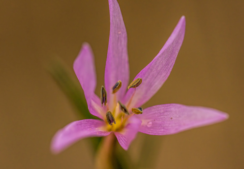 Alstroemeria flower macro