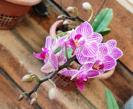Phalaenopsis known as moth orchids, is a genus in the family Orchidaceae. Phalaenopsis, abbreviated Phal in the horticultural trade, are among the most popular orchids sold as potted plants.