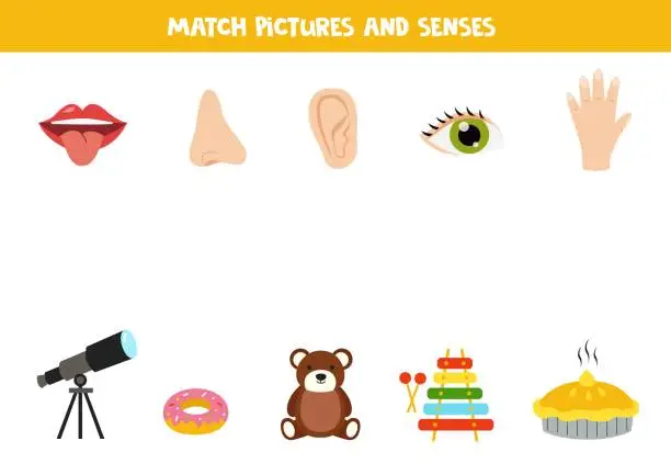 Vector illustration of Match objects and senses. Five senses worksheet.