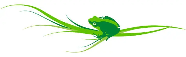 Vector illustration of green frog