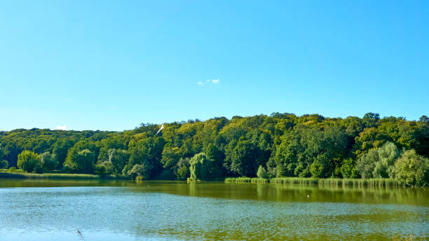 istock Forest blue lake surrounded by trees and reeds.Calm summer 2116670560