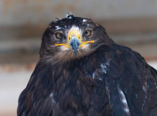 istock Portrait of an eagle in the zoo 2116672119