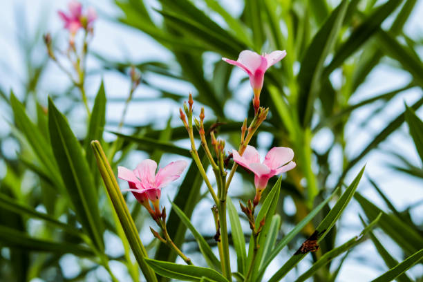istock Oleanders Nerium, and oleander are distinctive and beautiful, large, flowering shrubs 2116672659