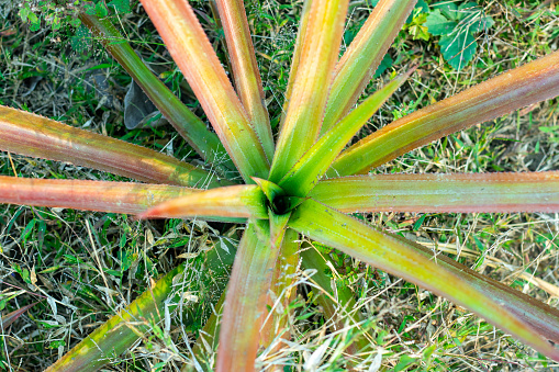 Pineapples are short-lived perennial monocots that can grow tall and have spiky, thick long leaves that form a tight rosette. Pineapple Plant is a unique houseplant