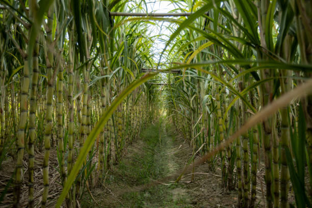 istock Sugarcane field with plants growing 2116673760
