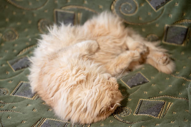istock Cute light red cat laying on the sofa, close up 2116681531