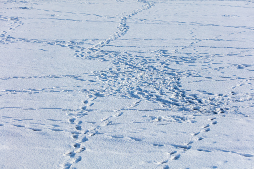 Close-up of a row of the perfect footprints of roe deer (Capreolus capreolus) on the ground covered with white snow in winter