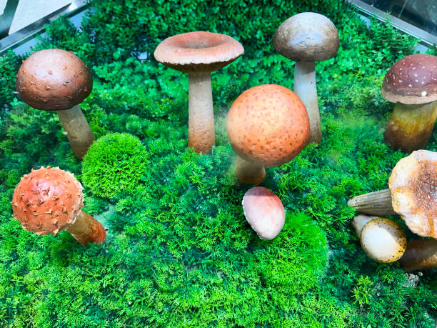 Stock photo of a charming display of artificial mushrooms and toadstools nestled on a bed of moss. This whimsical arrangement of fake fungi is ideal for decorative purposes, themed settings, or craft projects.