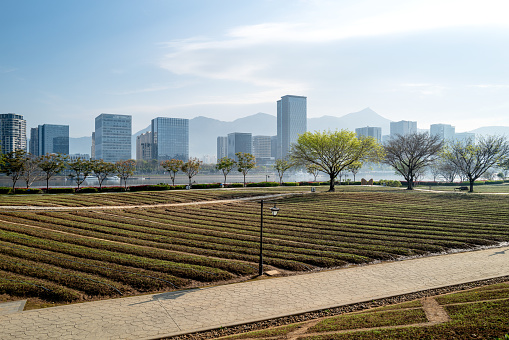 The city's public vegetable garden