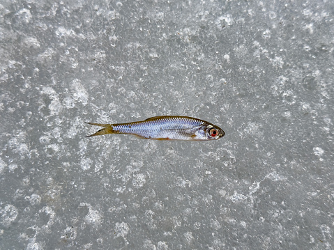 A single fish lies on a textured ice surface, captured in clear, high-resolution detail, illustrating nature's frozen still life