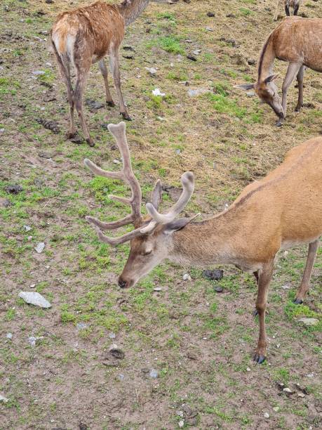 istock Deer in the mountain nature 2116703738