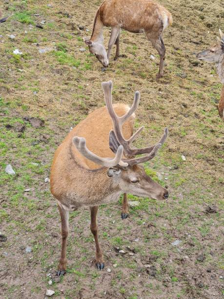 Deer in the mountain nature