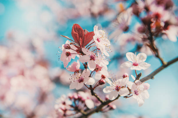 istock Beautiful spring background with pink cherry blossom and blue clear sky 2116704267