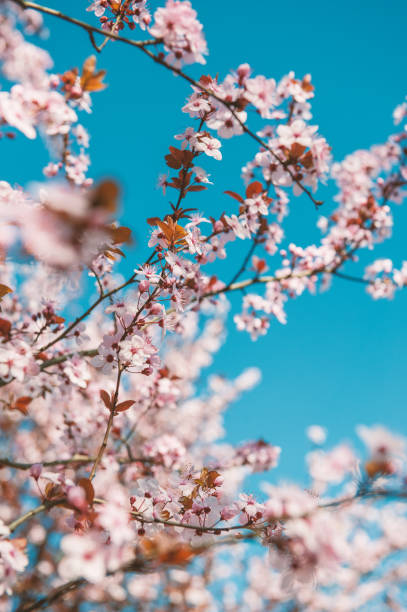 istock Beautiful spring background with pink cherry blossom and blue clear sky 2116704782