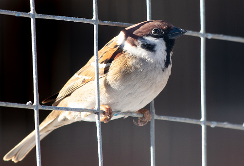 Portrait of a sparrow on a metal lattice.