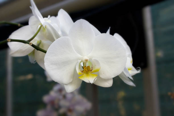 White orchid flower with soft pink center in close view