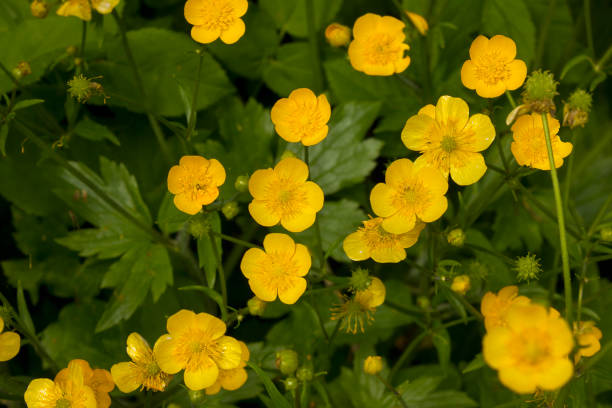 istock Close-up of a buttercup 2116723995