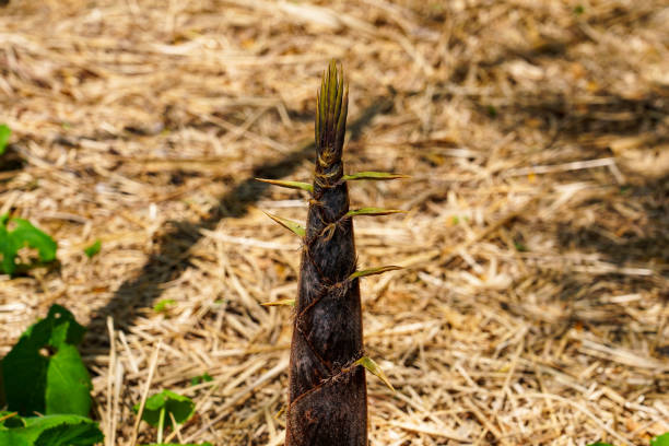 Seasonal bamboo shoots growing in a bamboo grove on a sunny day in April 2023 at \