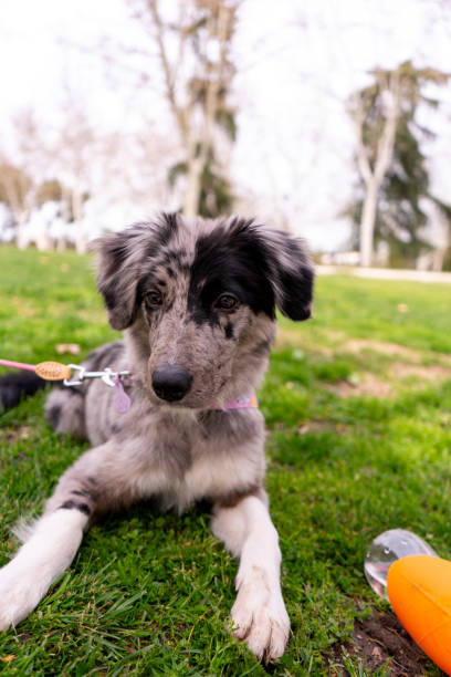 istock dog playing in the park 2116738530