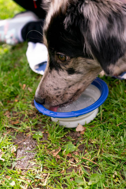 istock dog in a park drinking water 2116738547