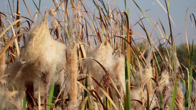 Close up slow motion video showing cattail fluff in summer day on a lakeshore