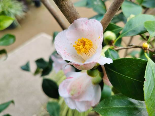 istock Camellia japonica 2116755111
