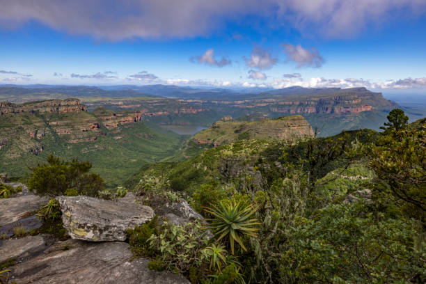 istock Aloes on the cliffs of Mariepskop 2116773943