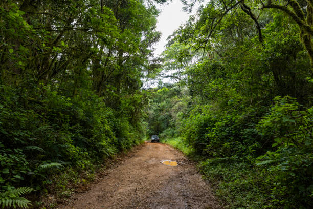 istock Wet dirt road in the forest 2116774289