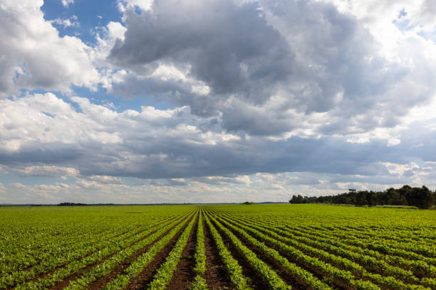 istock Young bean plants in neat straight lines 2116774810