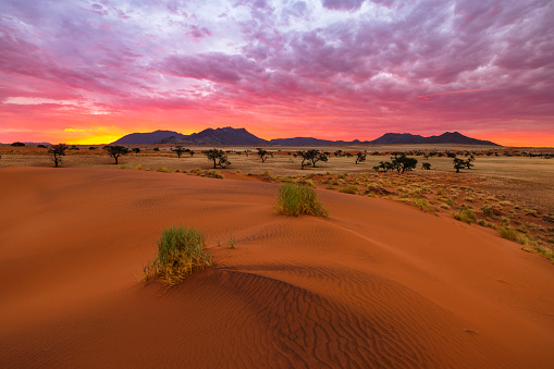 Wind swept patterns on the sand dunes at sunset Namibrand Namibia