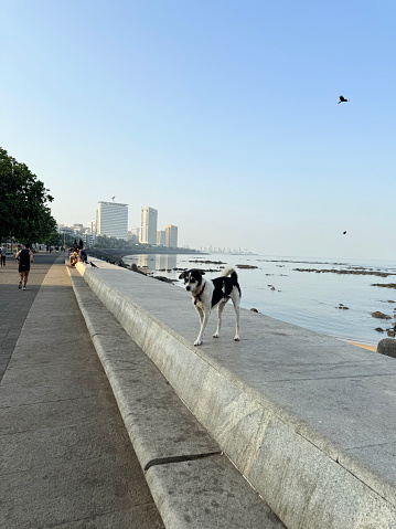 Marine Drive, Maharashtra, Mumbai, India - March, 16 2024: Stock photo showing a manmade, sea defence of a concrete, seawall, which has been constructed to prevent flooding of the promenade of Marine Drive, Mumbai, India during high tide.