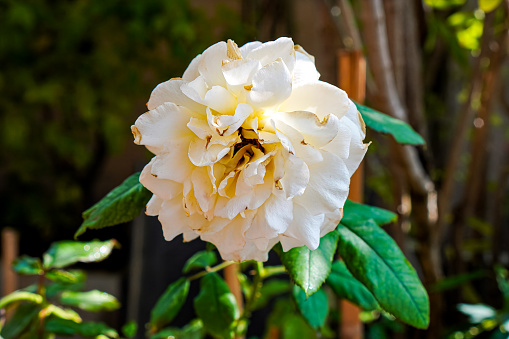 Close-up photo of a white rose planted in a pot to decorate the front of your home, backyard or dining room.