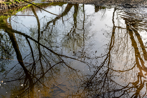Trunks of trees without leaves are reflected on the surface of a stream in sunshine and calm watercourse