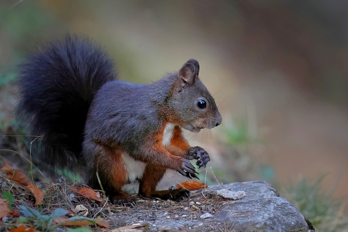 This is a red squirrel in Switzerland