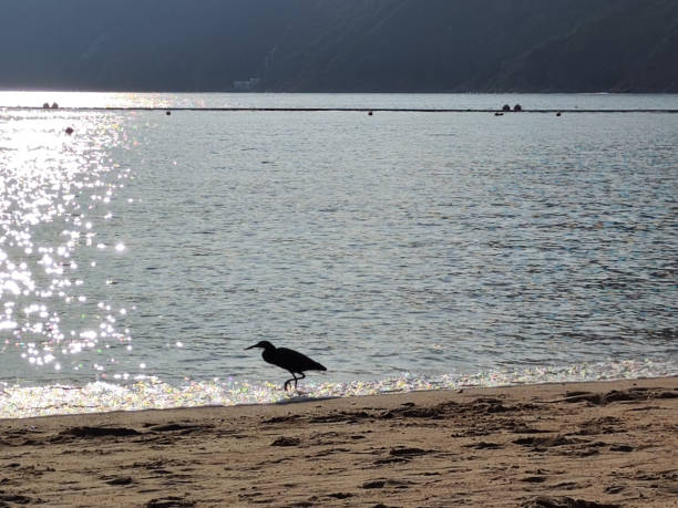 Heron on the shore at Deep Water Bay. The bay is located on the southern shore of Hong Kong Island in Hong Kong. The bay is surrounded by Shouson Hill, Brick Hill, Violet Hill and Middle Island.