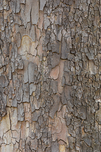 The outer bark of the tree is cracked. close up