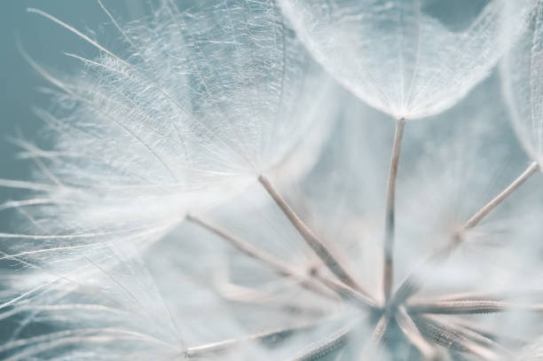 istock Beautiful abstract macro dandelion on a blue background. Selective focus. 2116804812