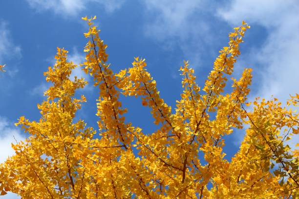 istock Ginkgo tree fall leaves in Japan 2116807394