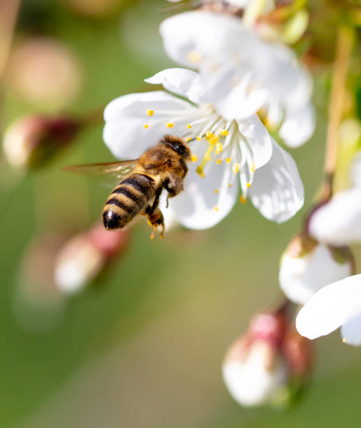 istock A bee flies near a tree flower in spring 2116825706