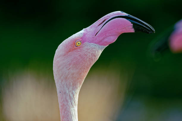 istock Closeup of a pink bird in sunlight 2116825718