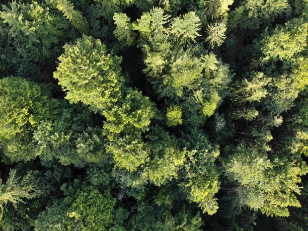 istock Forest drone view in Beskidy, Poland 2116828312
