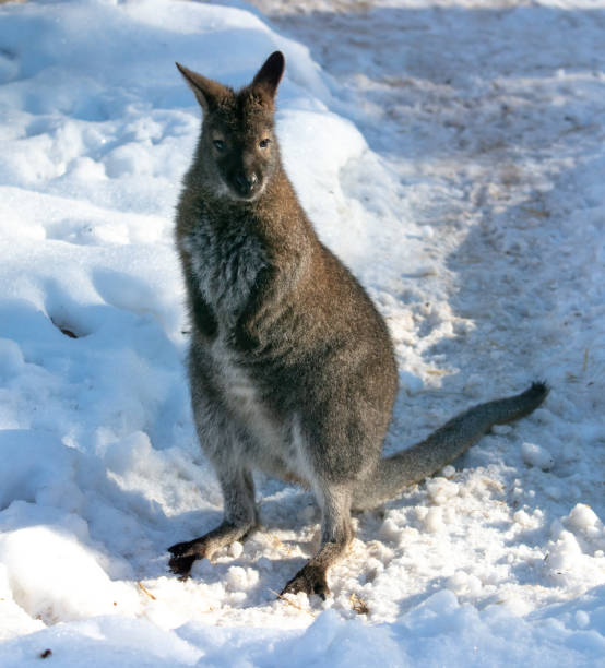 istock Kangaroo on white snow in winter 2116829857