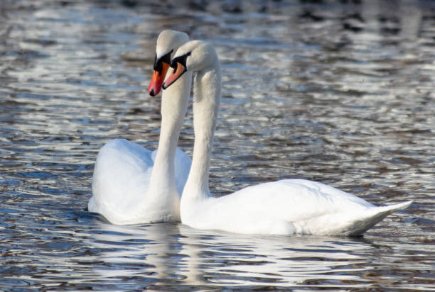 istock Two white swans on the lake 2116829869