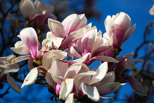 Early spring season. Magnolia flower tree blossom. Close up shot during a bright sunny day. No people