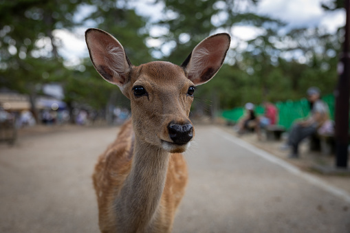 Close-up portrait of a stray deer with big ears and people in a park in the background
