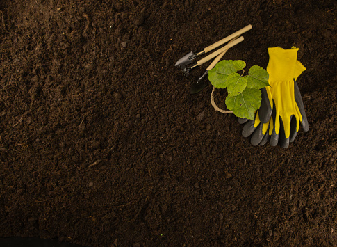 Flyer with gardening tools on earth background. Copy space, place for inscription. A set of gardening tools lies on the black soil with gardening gloves and a small seedling in a pot. View from above.