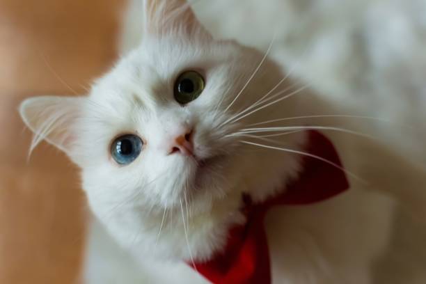 istock A white Turkish Angora cat with different eyes in a red bow tie. Sitting a white cat with blue and yellow eyes. White cat with different color eyes. Adorable domestic pets, heterochromia. High quality photo 2116844079