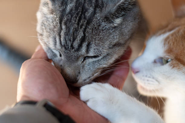 istock two cats eating food from hand 2116852086