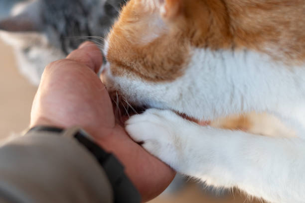 istock two cats eating food from hand 2116853009