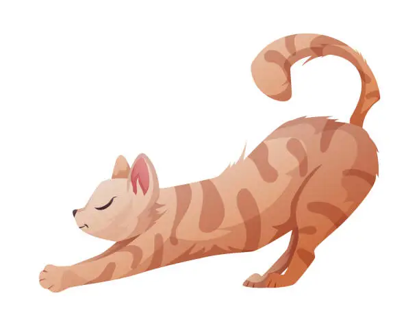Vector illustration of Red tabby stretching domestic cat, vector isolated cartoon illustration.